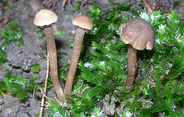 Camarophyllopsis micacea      (Berk. & Broome)       Arnolds